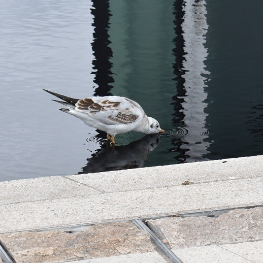 Drinking from the pond