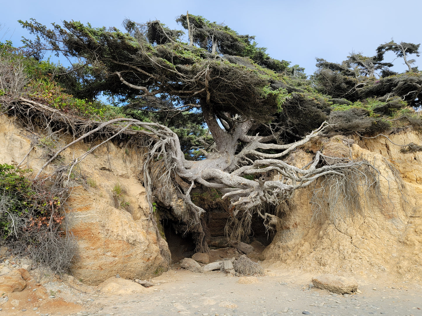 The tree of life (washington state)