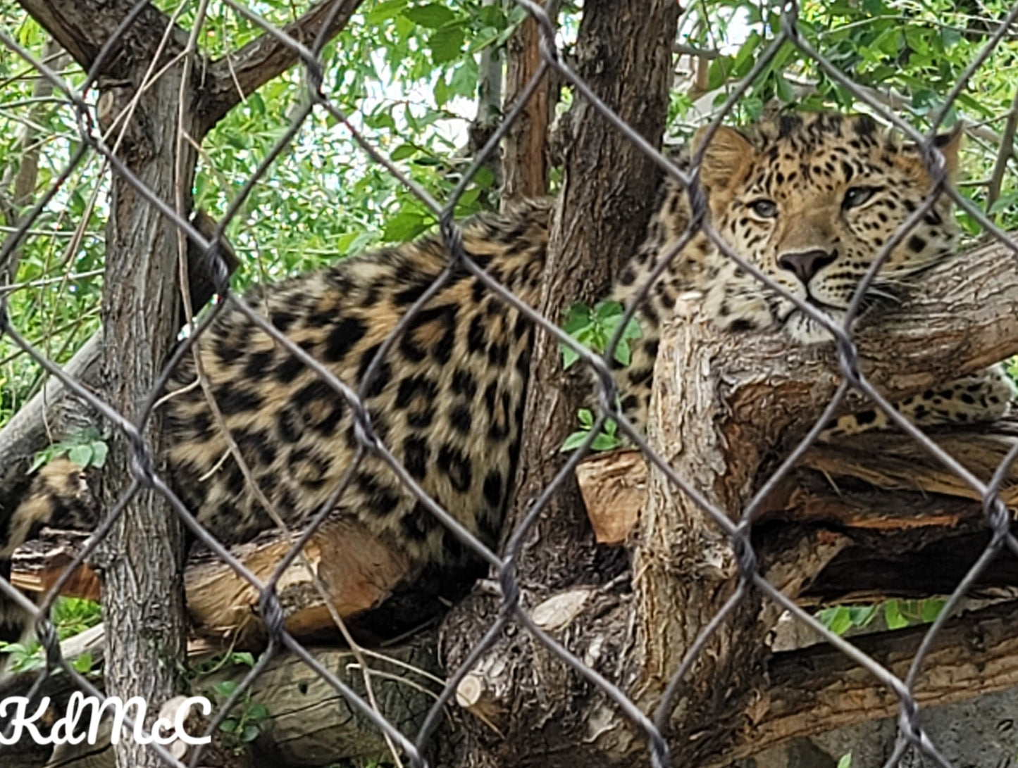 Leopard