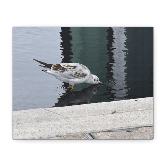 Seagull Reflection Matte Canvas Wall Art