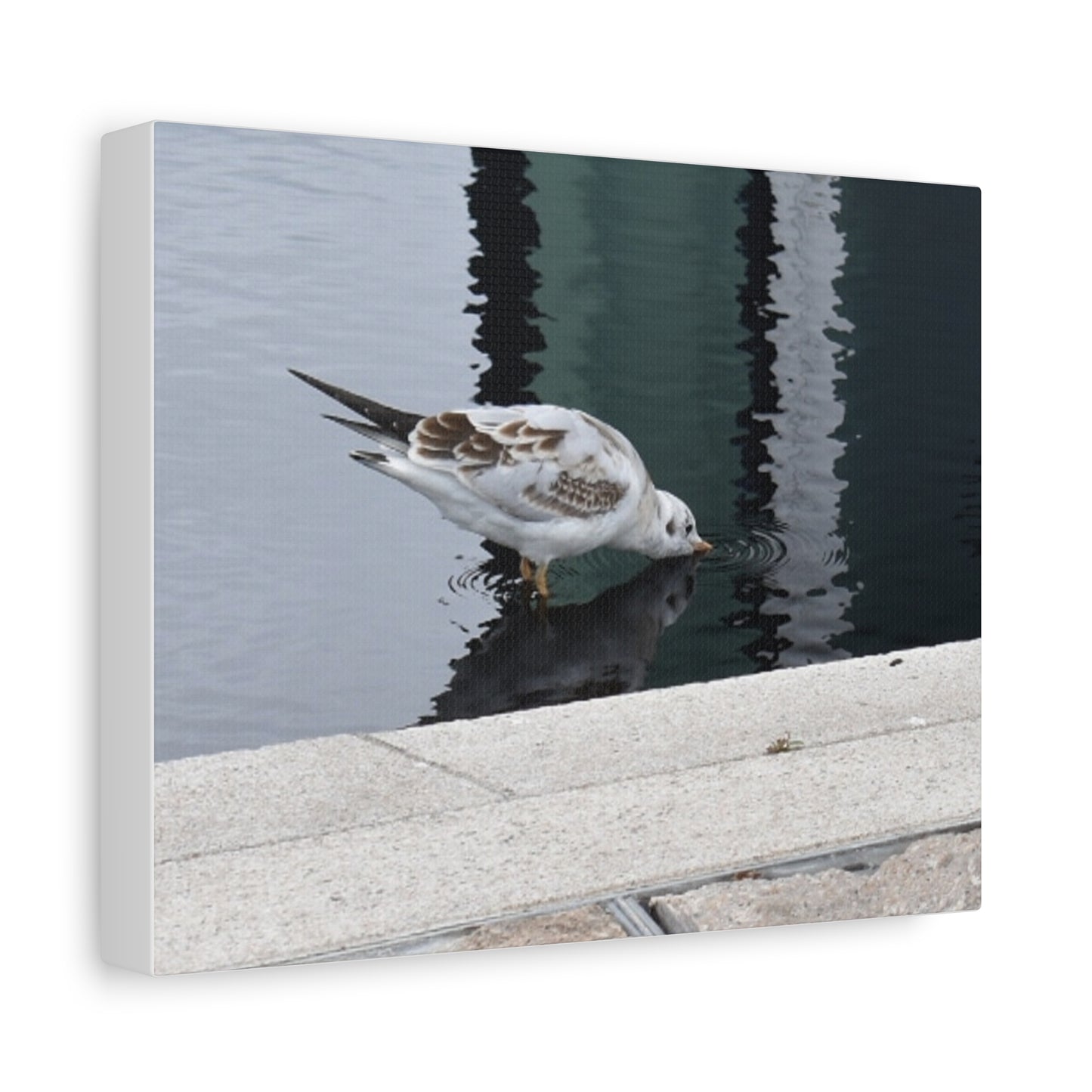 Seagull Reflection Matte Canvas Wall Art