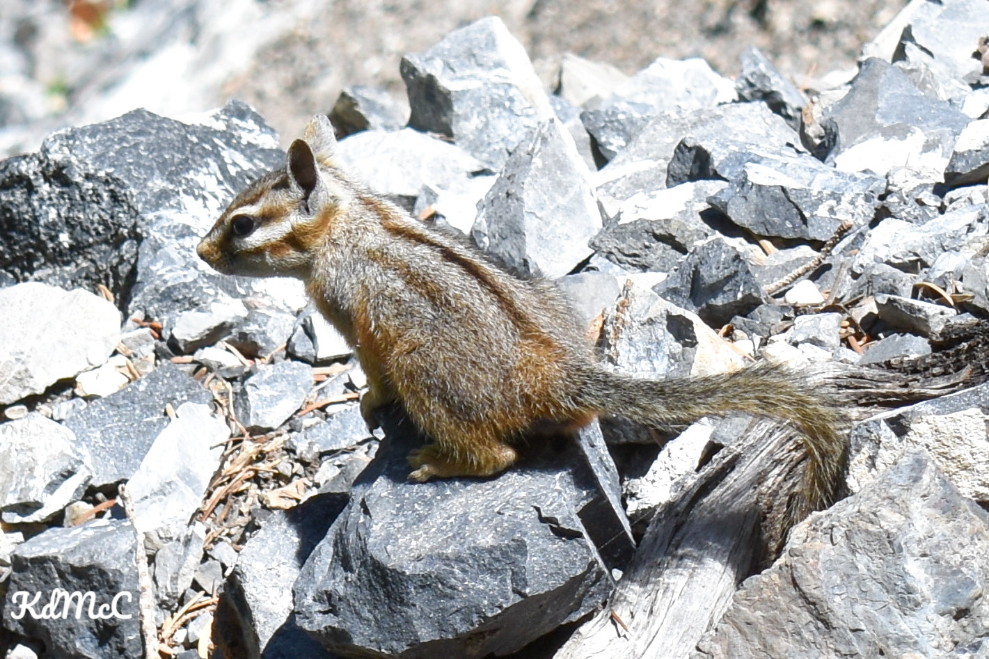 Chipmunk