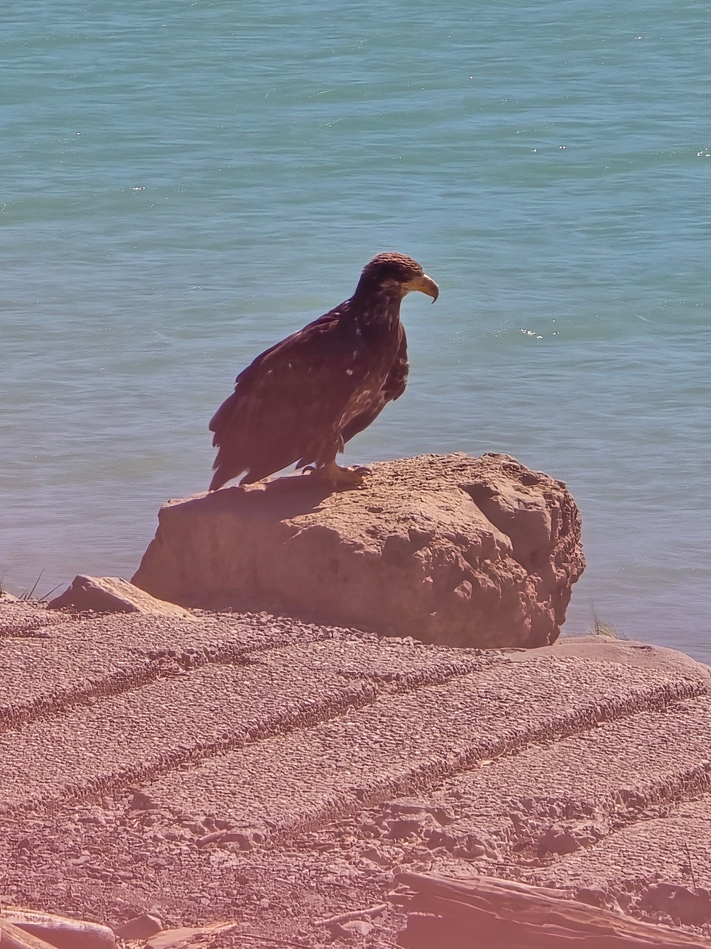 Brown Eagle