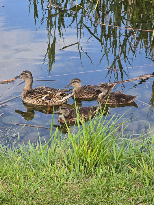 Duck Family