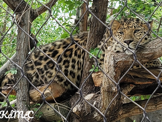 Leopard
